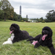 First dogs Bo and Sunny before Donald Trump won the election (PBS screenshot)